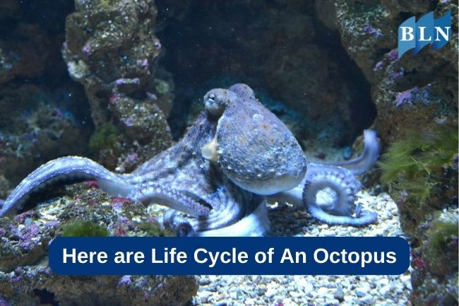 Here are Life Cycle of An Octopus